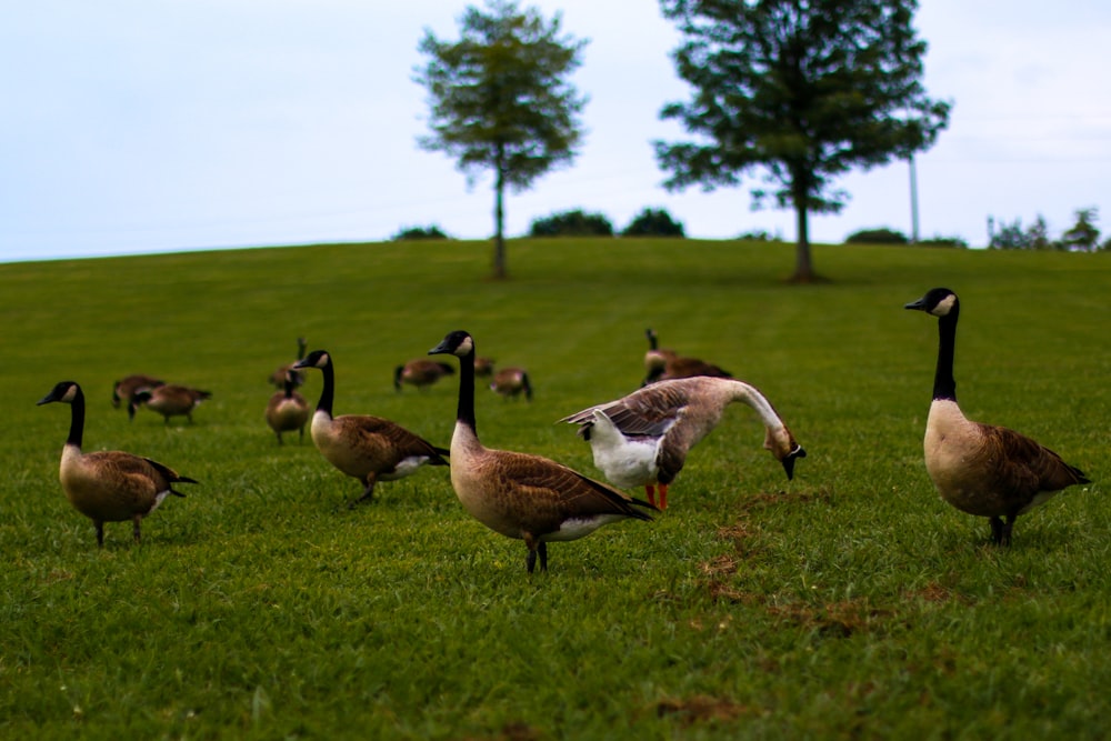 flock of geese on green grass field during daytime