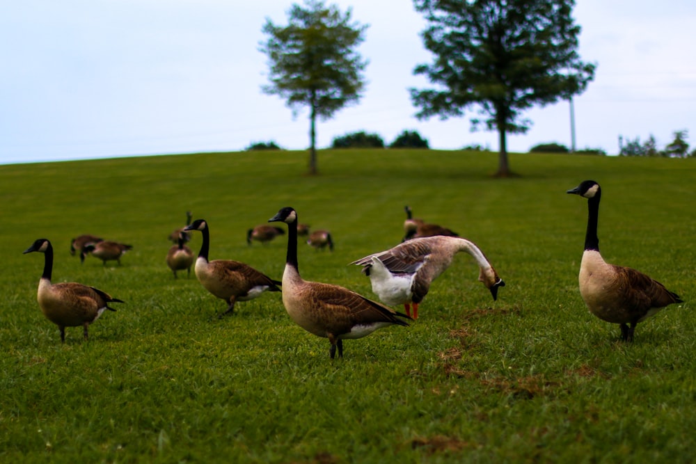 troupeau d’oies sur un champ d’herbe verte pendant la journée