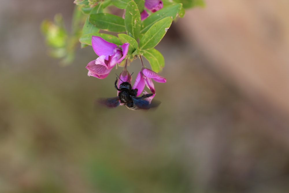 purple flower in tilt shift lens