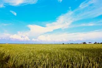 A wide expanse of a green grassy field extends towards the horizon under a vibrant blue sky with white clouds. In the distance, there are small structures and utility poles.