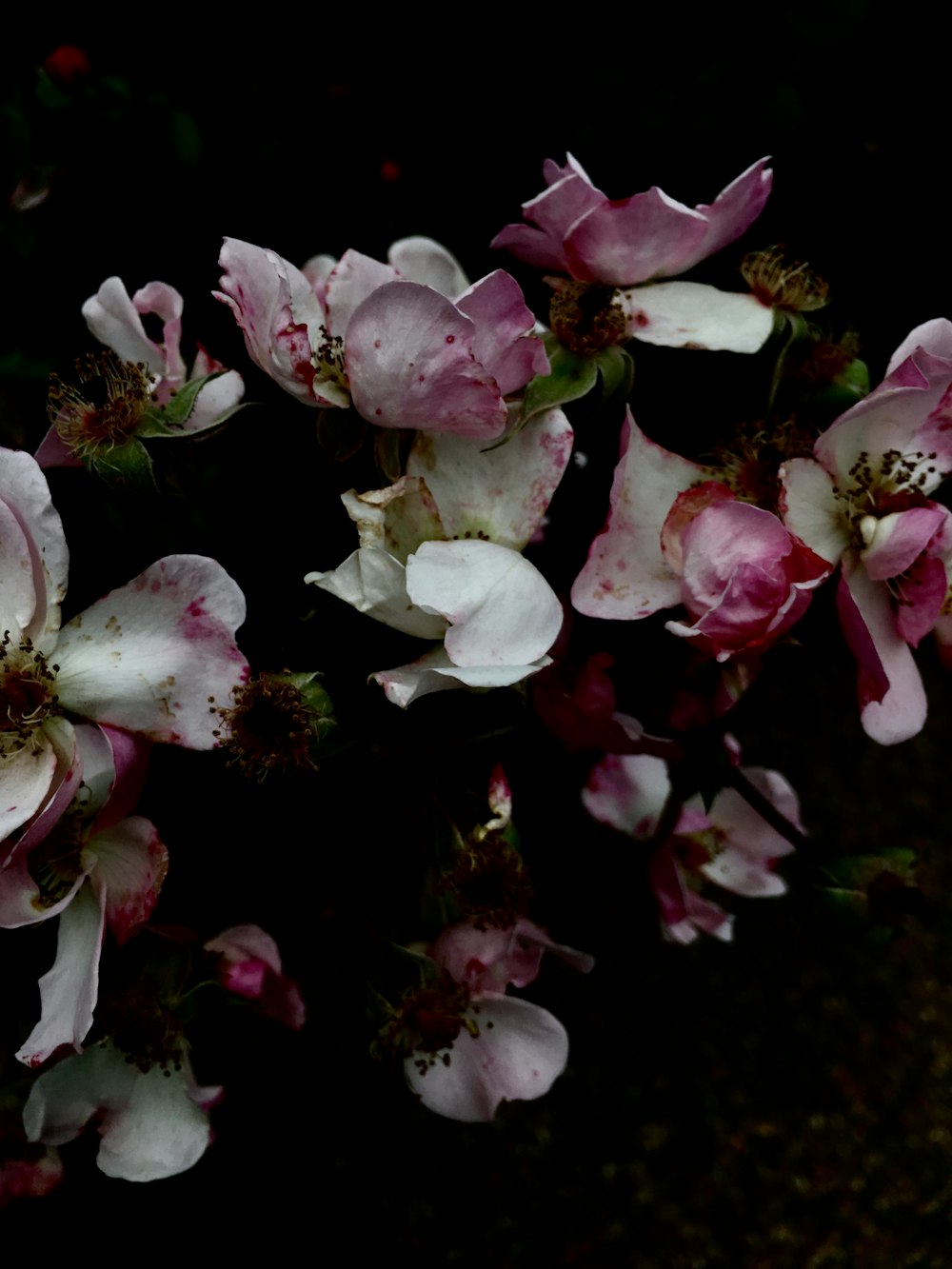 white and pink flowers in tilt shift lens