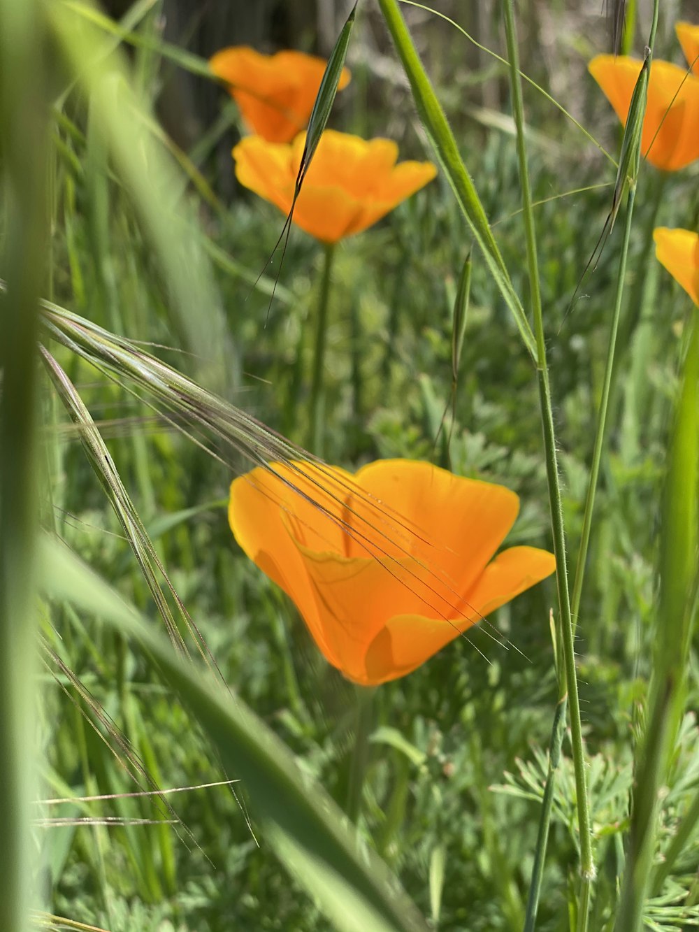 orange flower in green grass during daytime