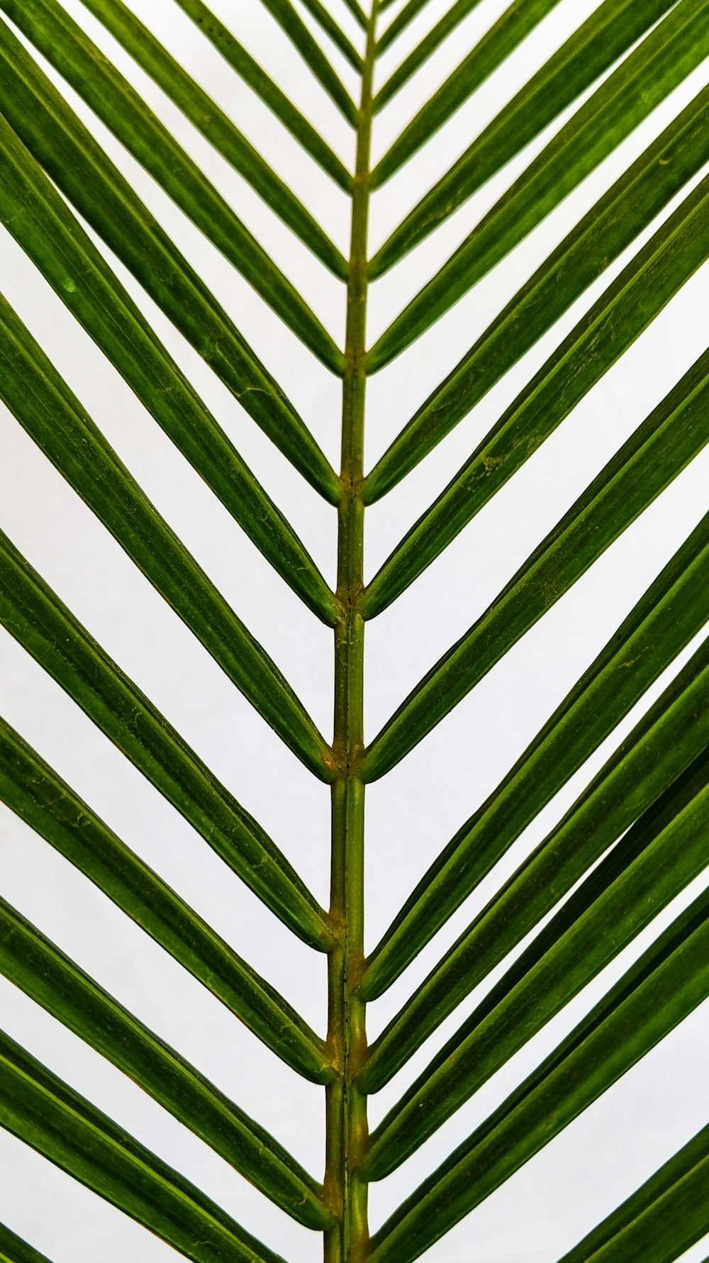 green and white striped textile