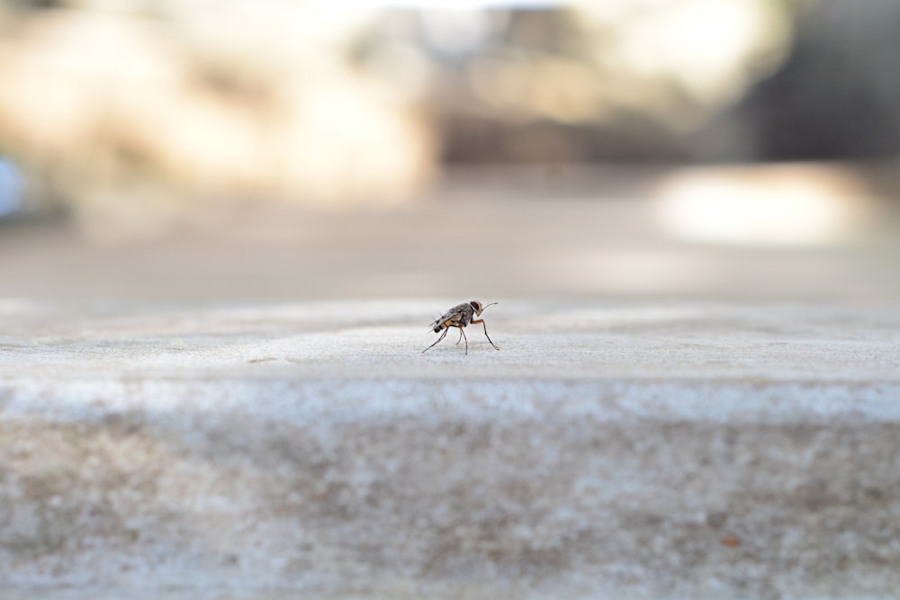 black and brown insect on gray sand during daytime