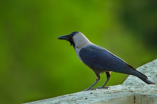 photo of Gandhinagar Wildlife near Hutheesing Jain Temple