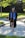 A person is wearing a graduation cap and gown, accompanied by a blue stole and gold cords. They are standing on a paved pathway surrounded by lush green grass and trees, with sunlight filtering through the leaves, casting shadows on the ground.