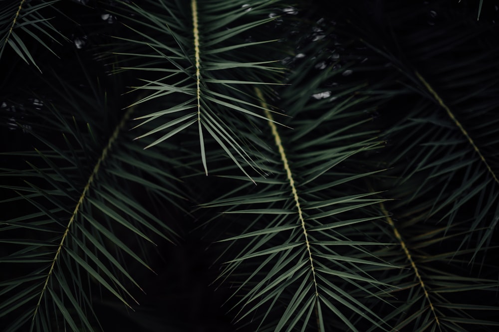 planta de folha verde durante a noite