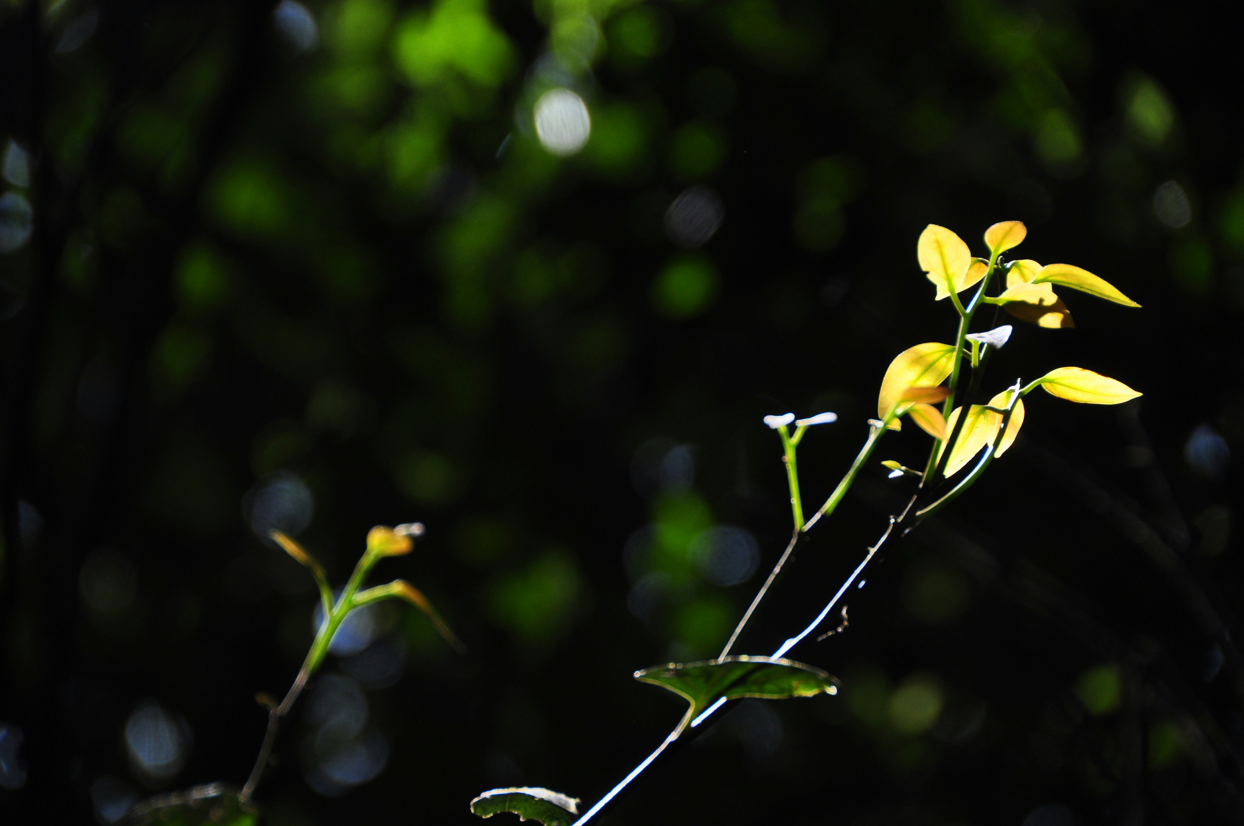 Photo by idonothingbutlove