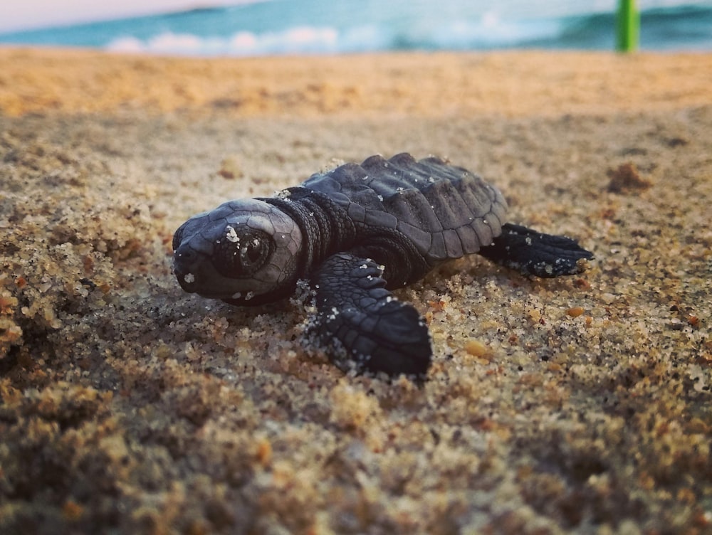 brown turtle on brown sand during daytime