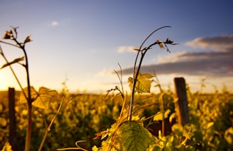 Ancient vineyard ruins bathed in golden sunlight.