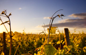 A cinematic frame of a vineyard landscape bathed in soft morning light, taken from above.