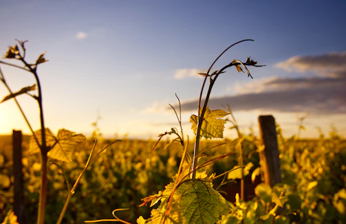 A cinematic frame of a vineyard landscape bathed in soft morning light, taken from above.