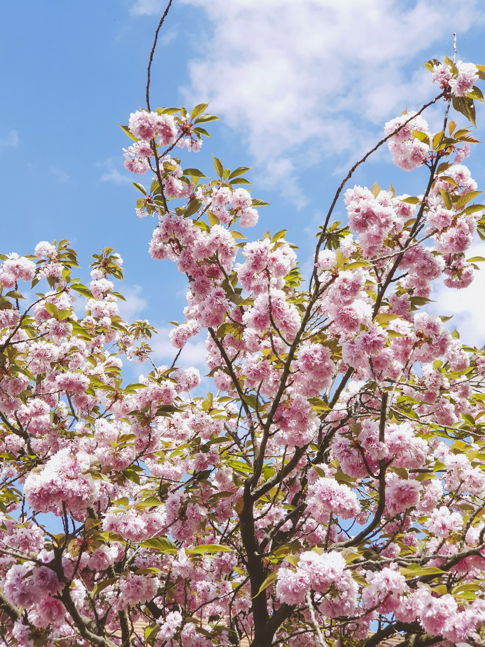 pink and yellow flowers under blue sky during daytime