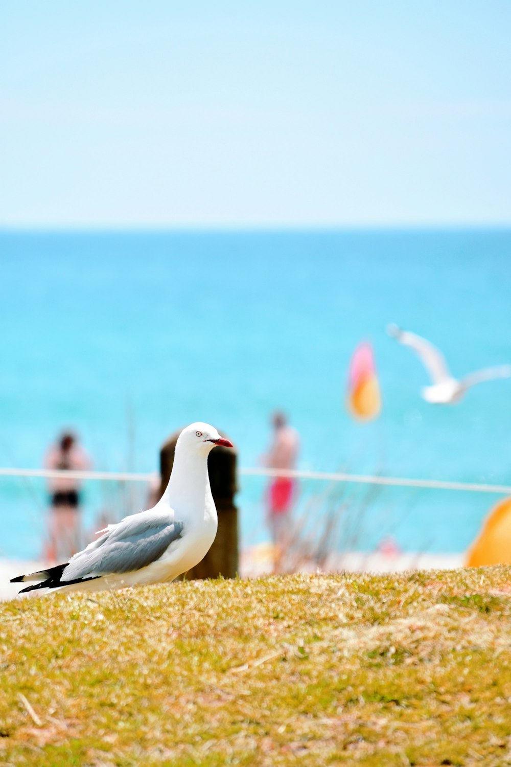 pássaro branco e cinza na grama marrom perto do corpo de água durante o dia