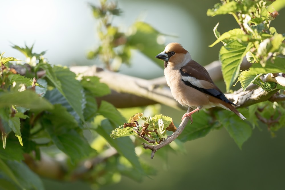 brown and black bird on tree branch during daytime