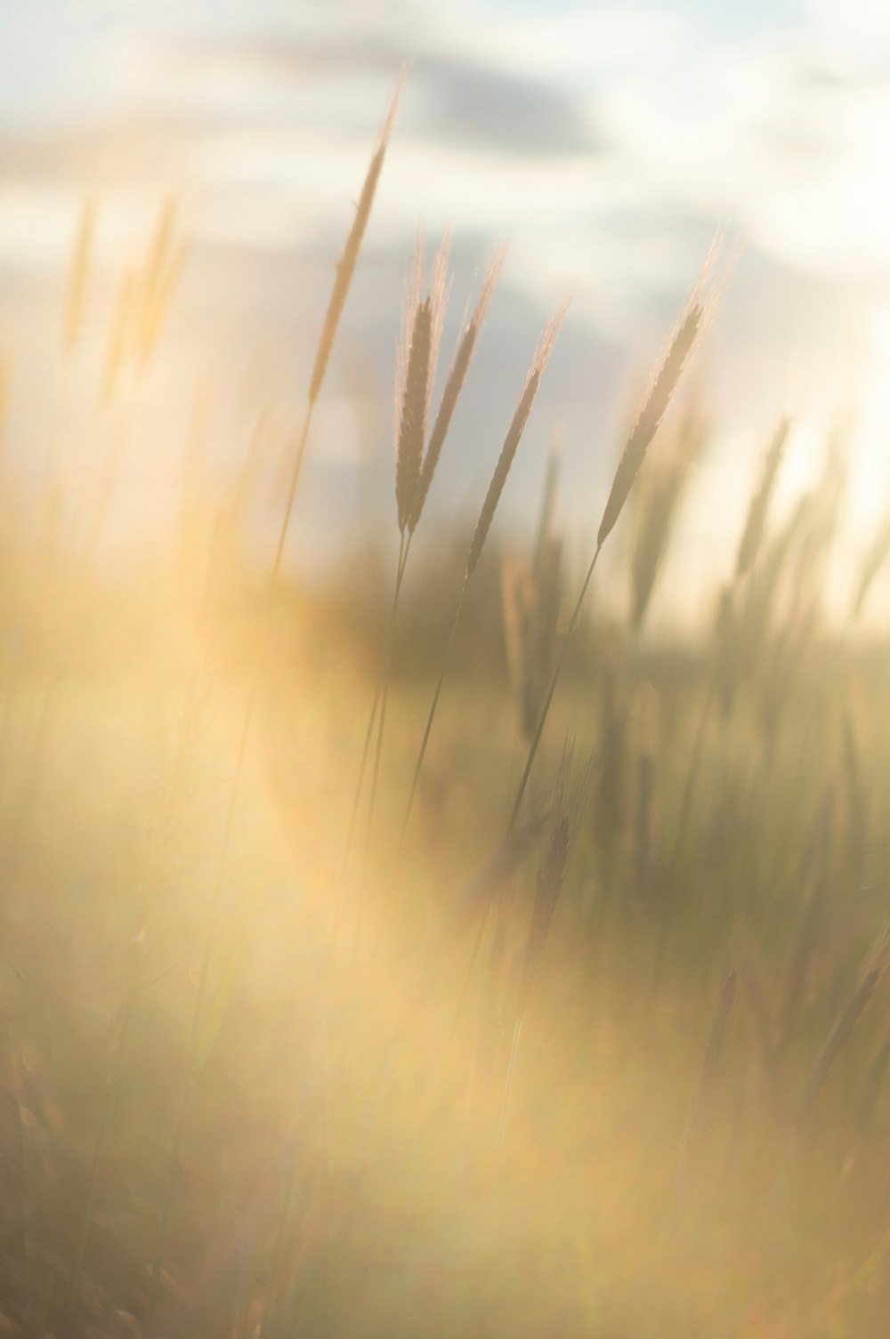 Braunes Gras während der goldenen Stunde