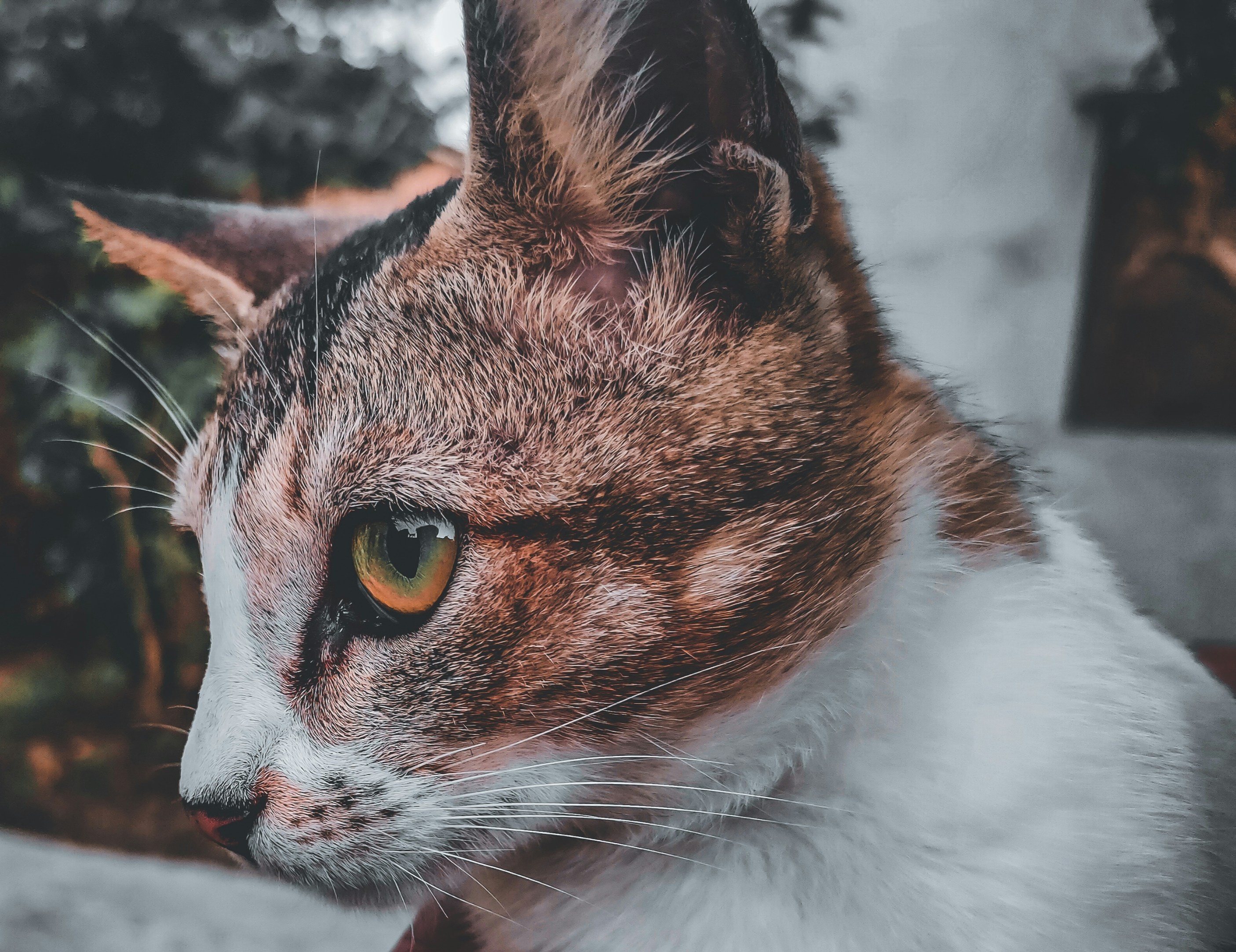 Photo by palhimalaya