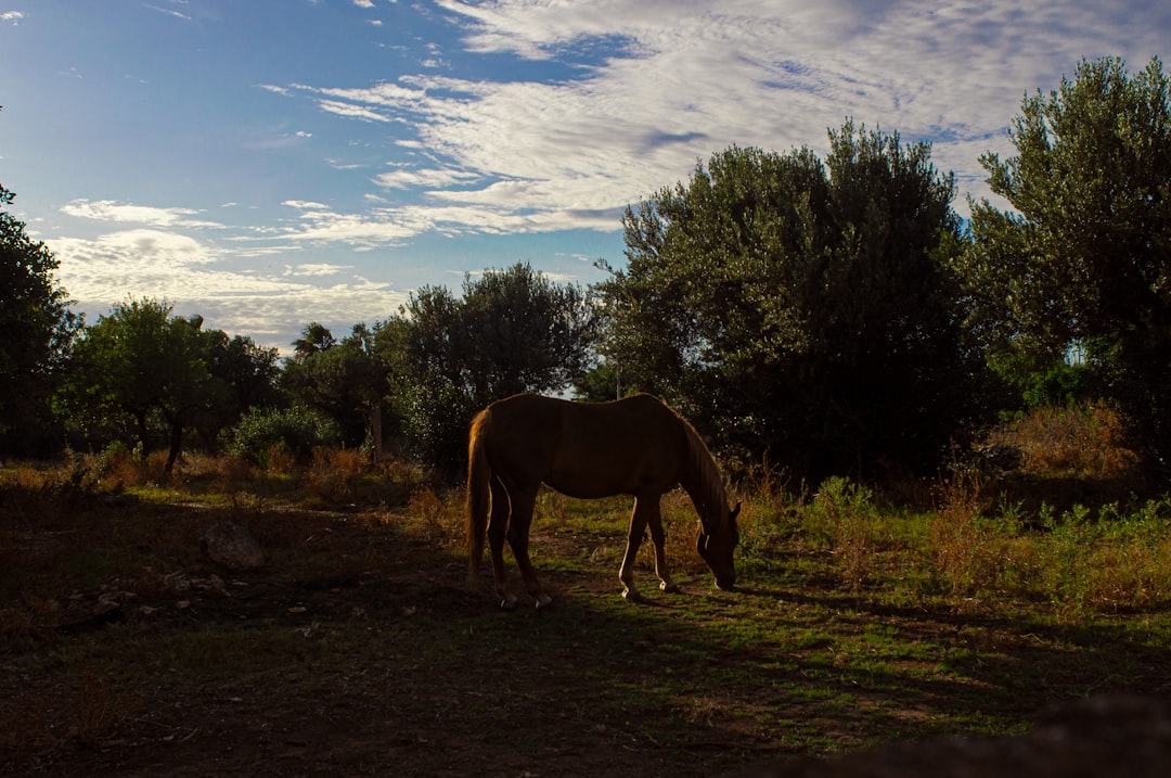 photo of Terrasini Wildlife near Mount Pellegrino