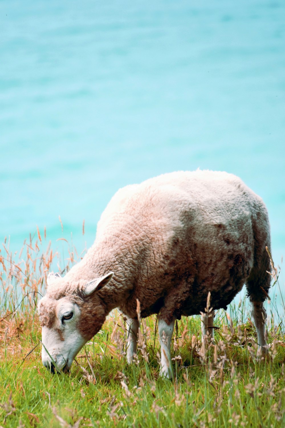 white sheep on green grass near body of water during daytime