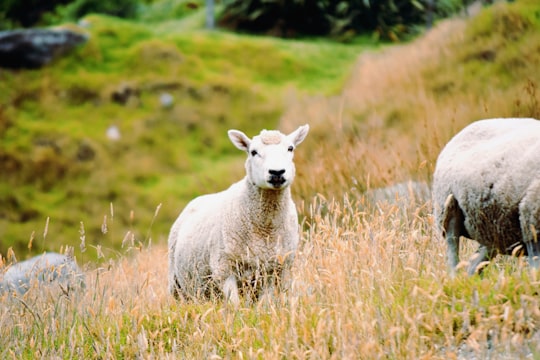 white sheep on green grass field during daytime in Mount Maunganui New Zealand