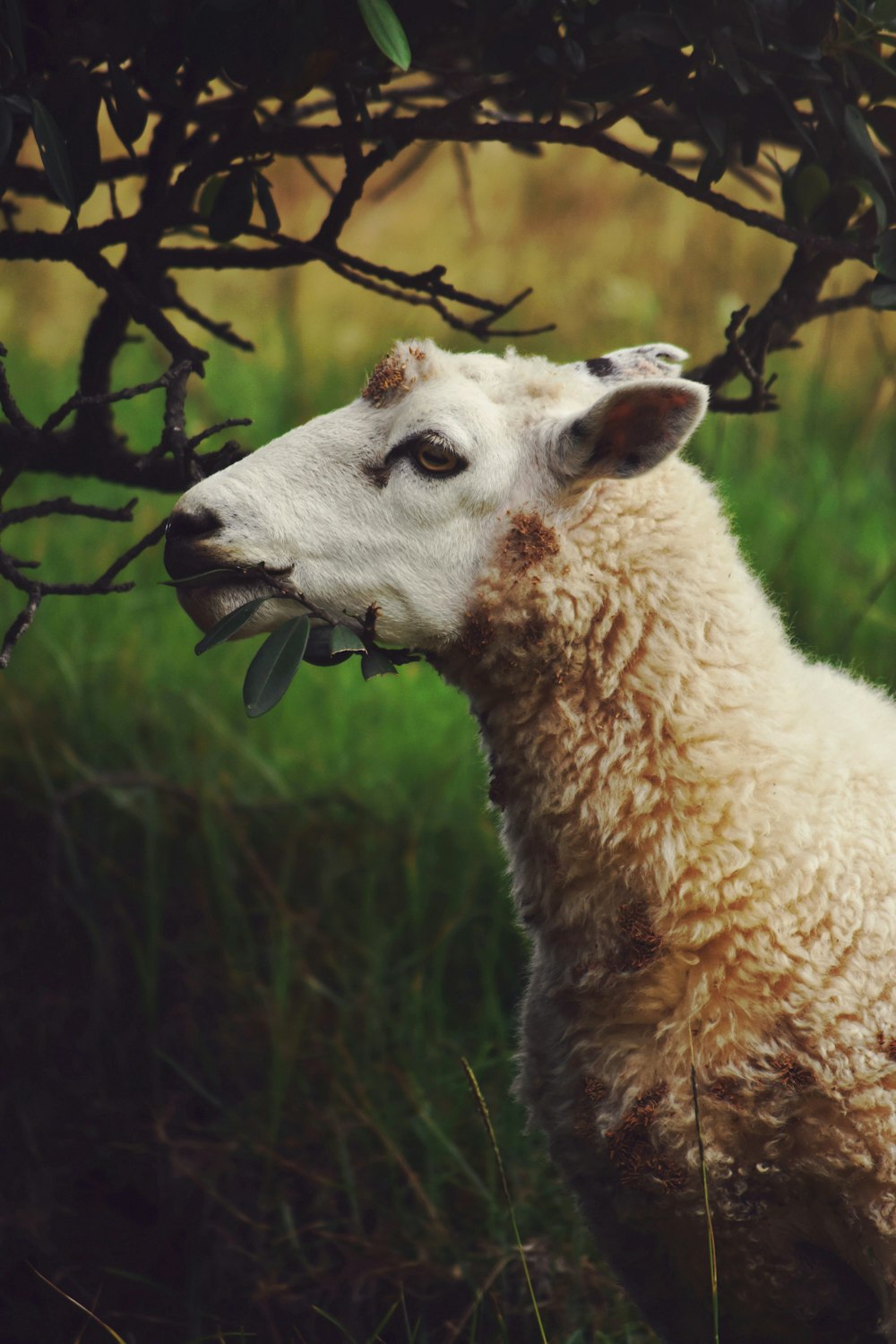 brown sheep on green grass field during daytime