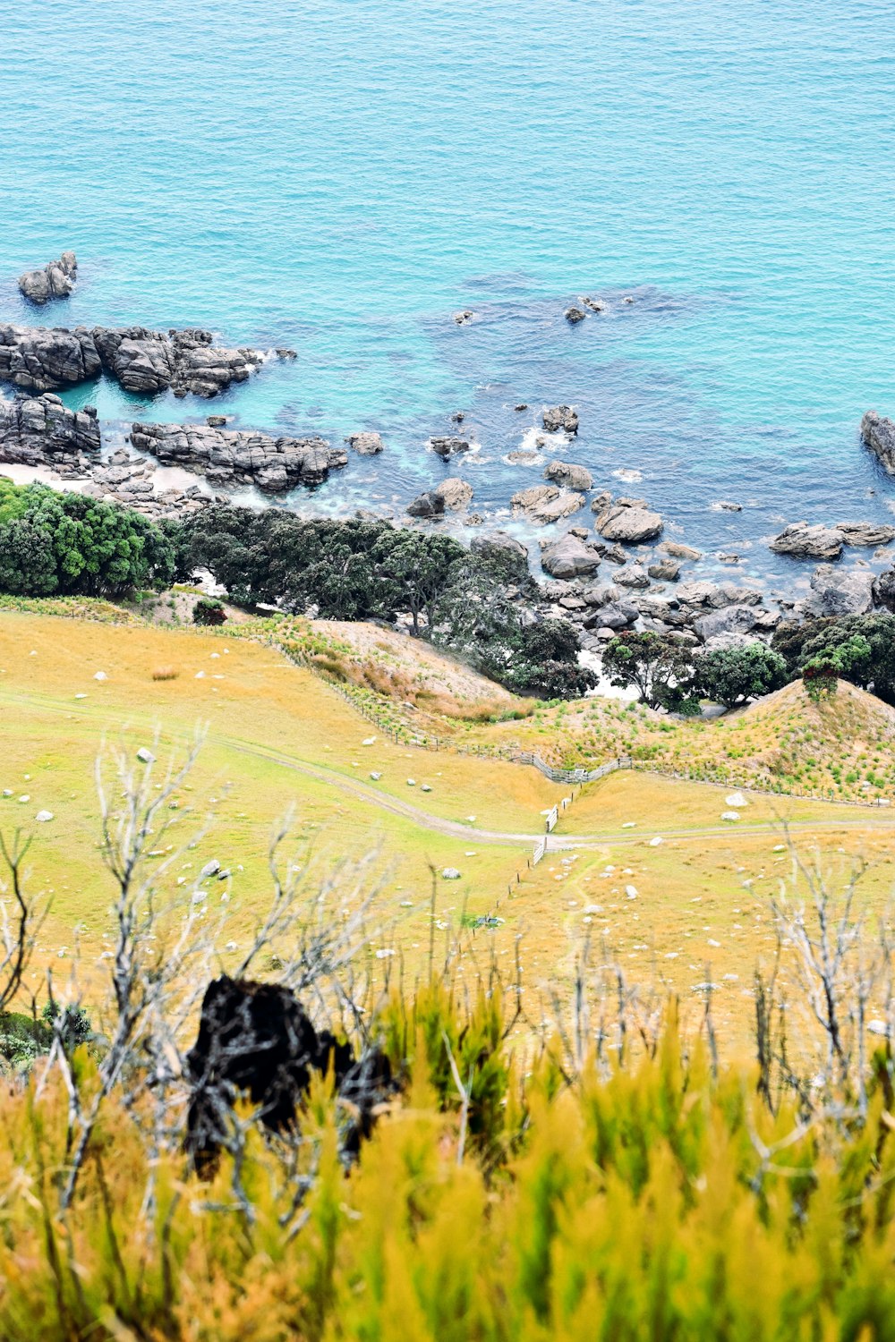 green grass field near body of water during daytime