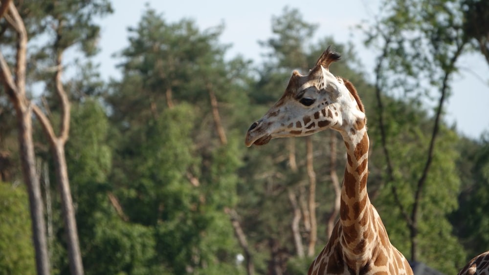 giraffe in close up photography during daytime