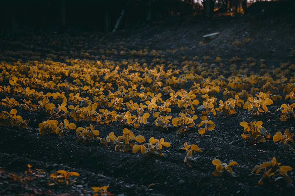 yellow leaves on the ground