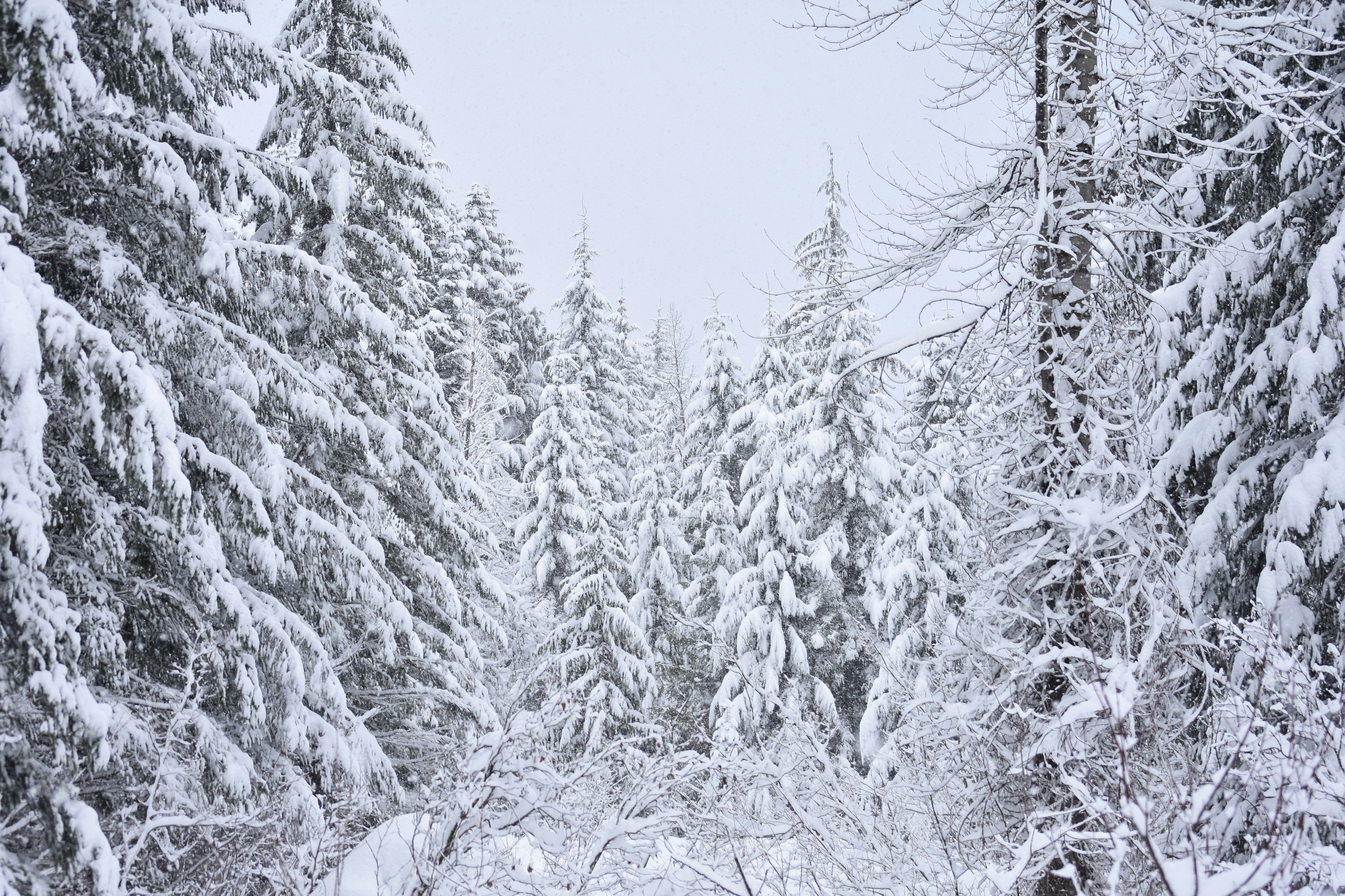 Photo by nicksarvari