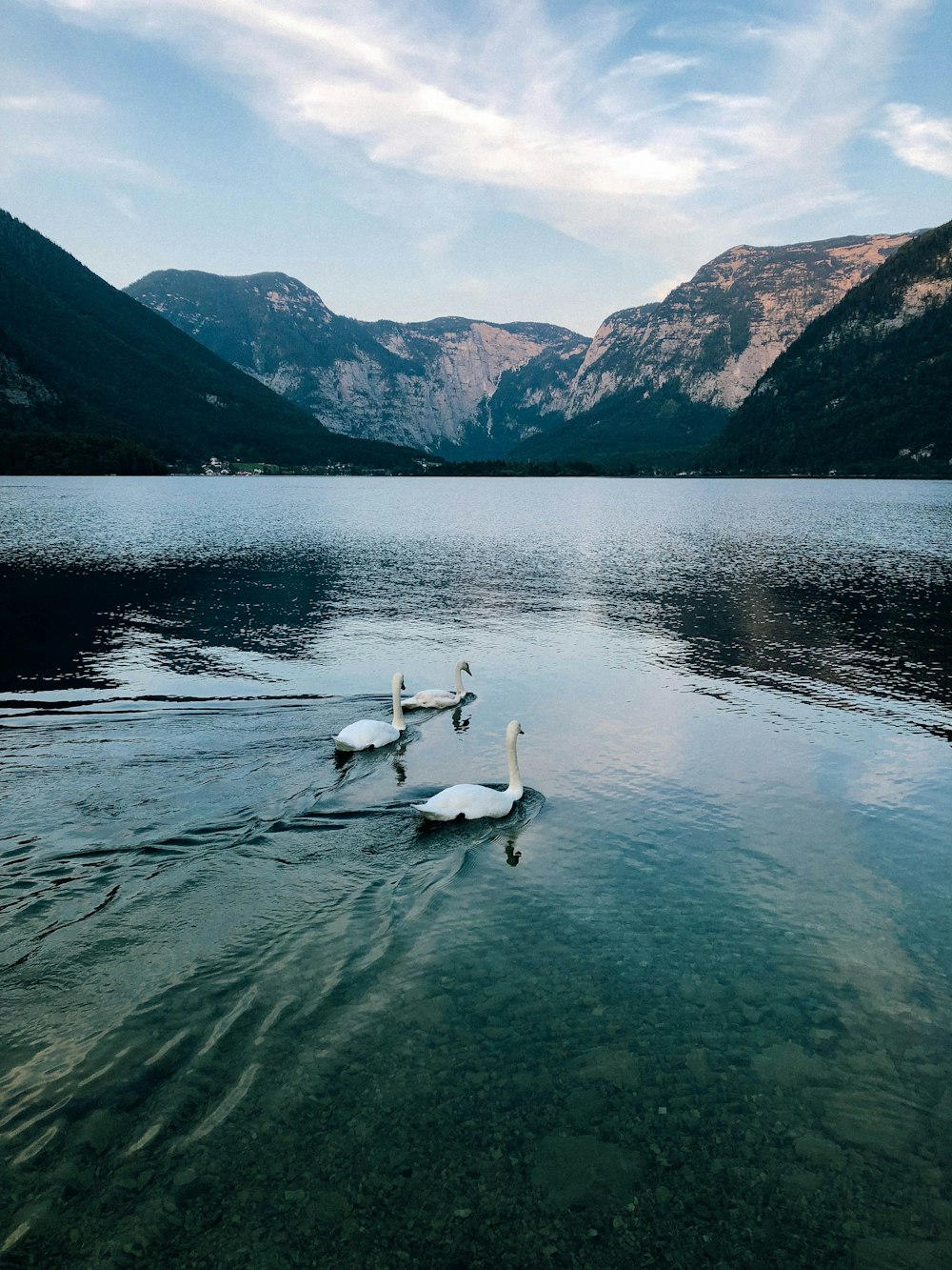 white swan on body of water during daytime