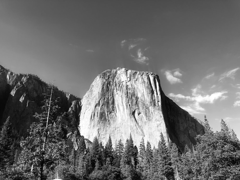 grayscale photo of trees and mountain