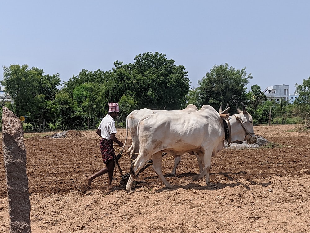 homme en chemise bleue et jean bleu debout sur un champ brun avec une vache blanche pendant