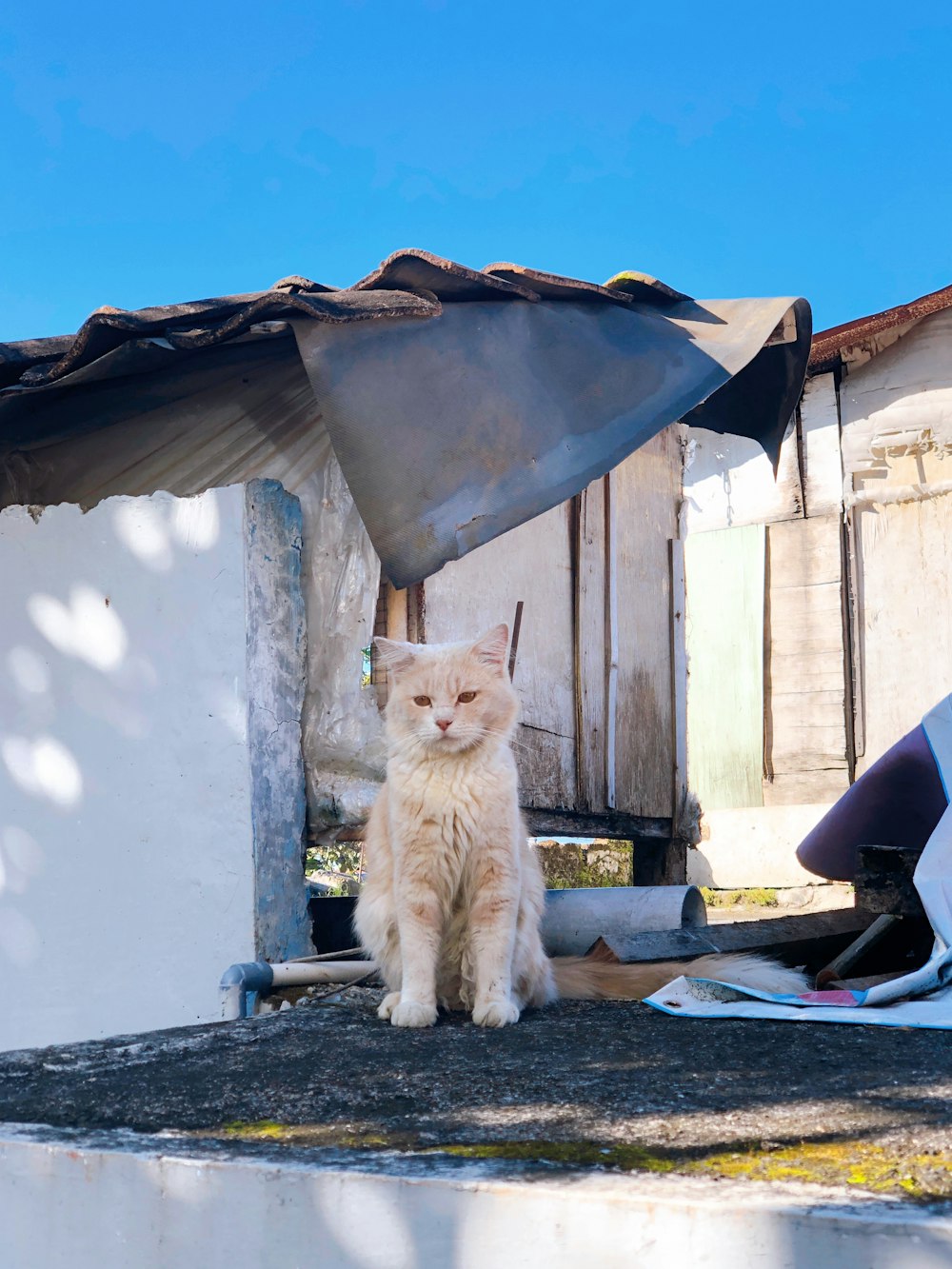 white cat on blue and black chair