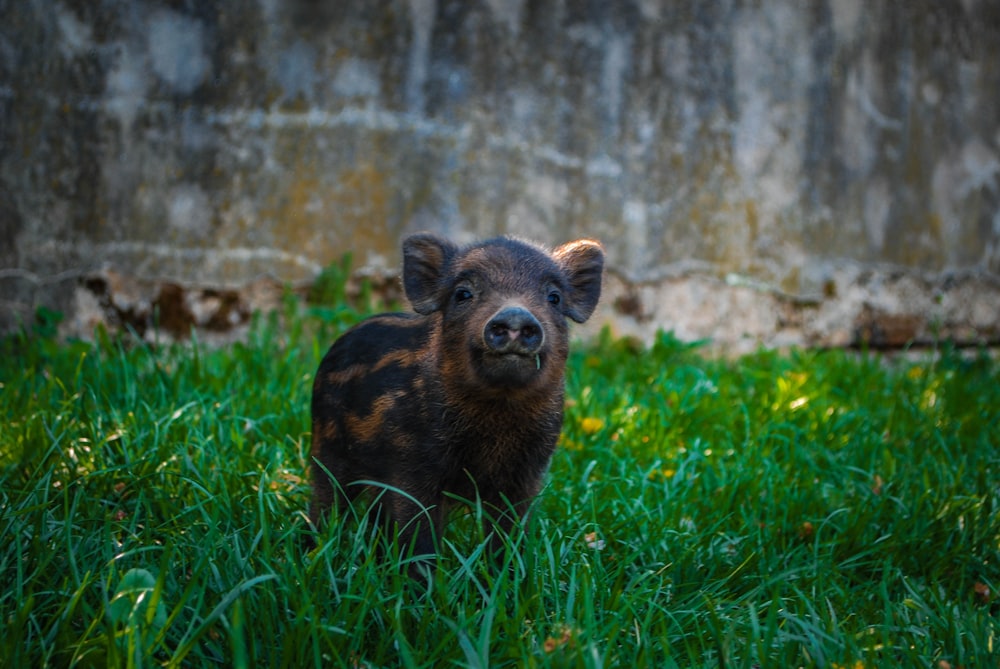 brown and black short coated animal on green grass during daytime