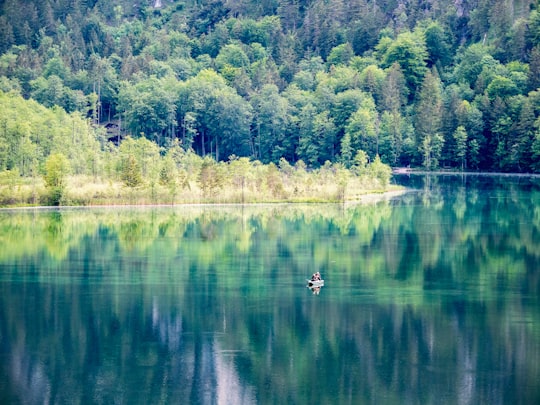 white swan on lake during daytime in Almsee Austria