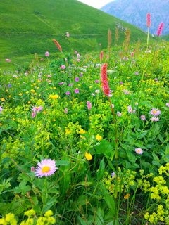 Colorful wildflowers blooming in the Valley of Flowers with trekkers admiring the view.