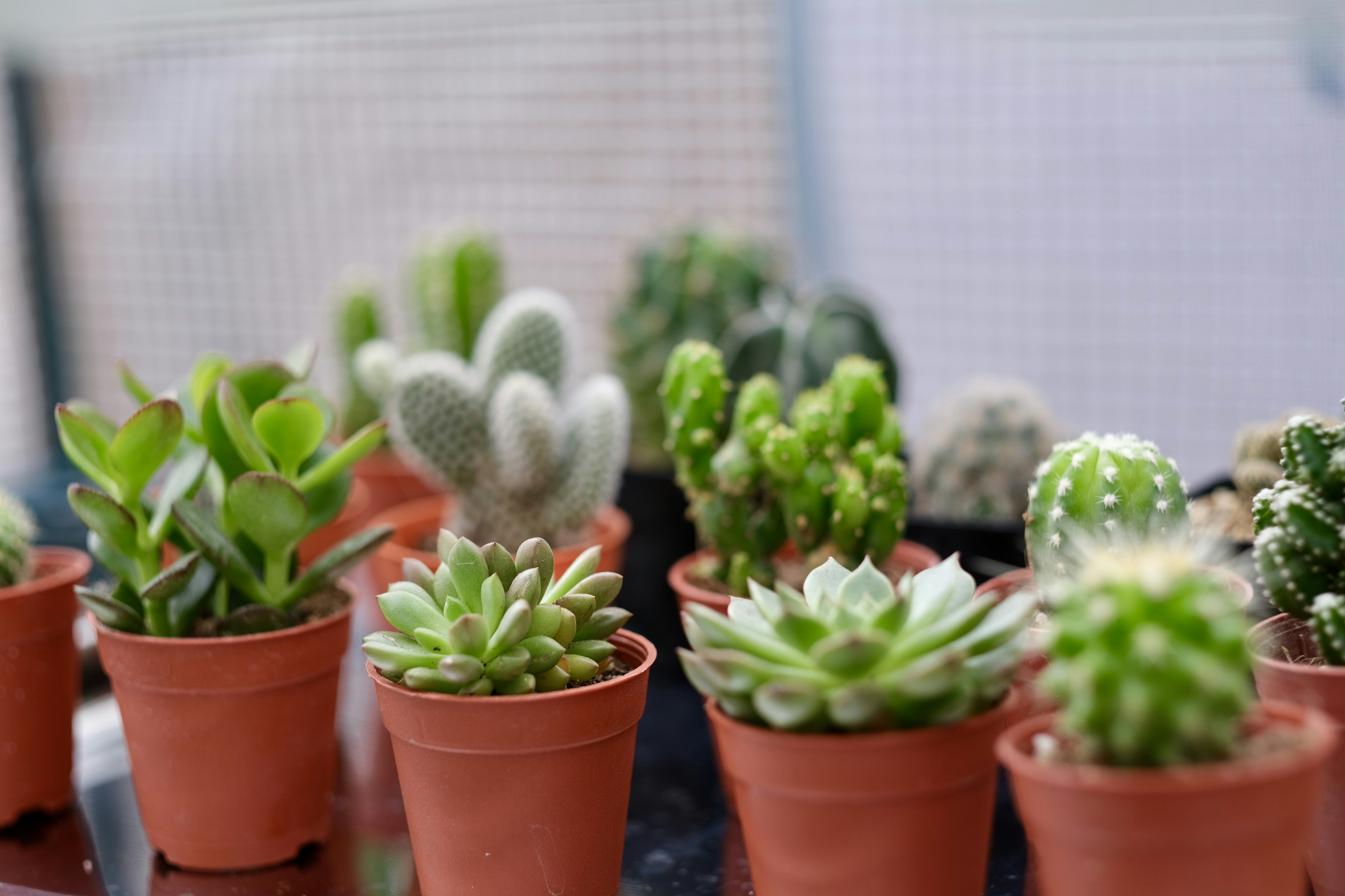 Photo by potofgold07