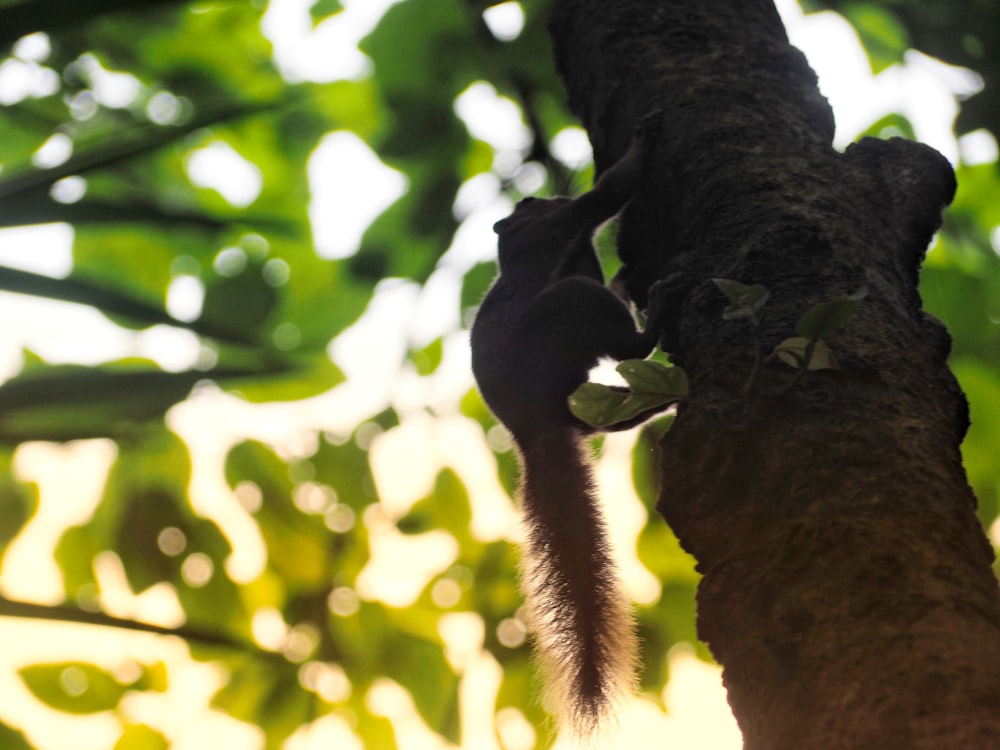 black squirrel on brown tree during daytime