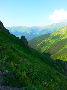 Ayurvedic Wellness Essentials