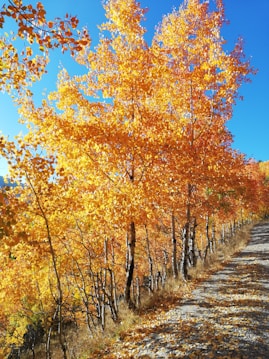 A pathway is lined with tall, vibrant trees displaying bright yellow and orange autumn foliage. The leaves cast warm shadows on the ground, creating a textured path beside the wooded area. The sky above is a clear, vivid blue, enhancing the colors of the leaves.