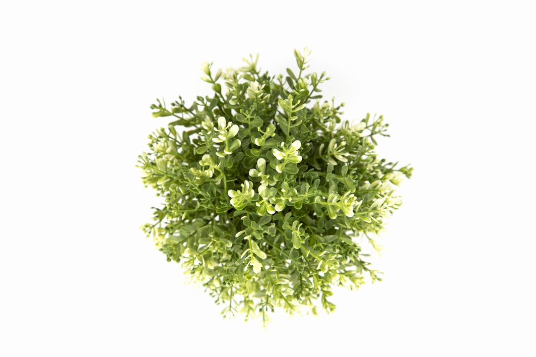 green plant on white background