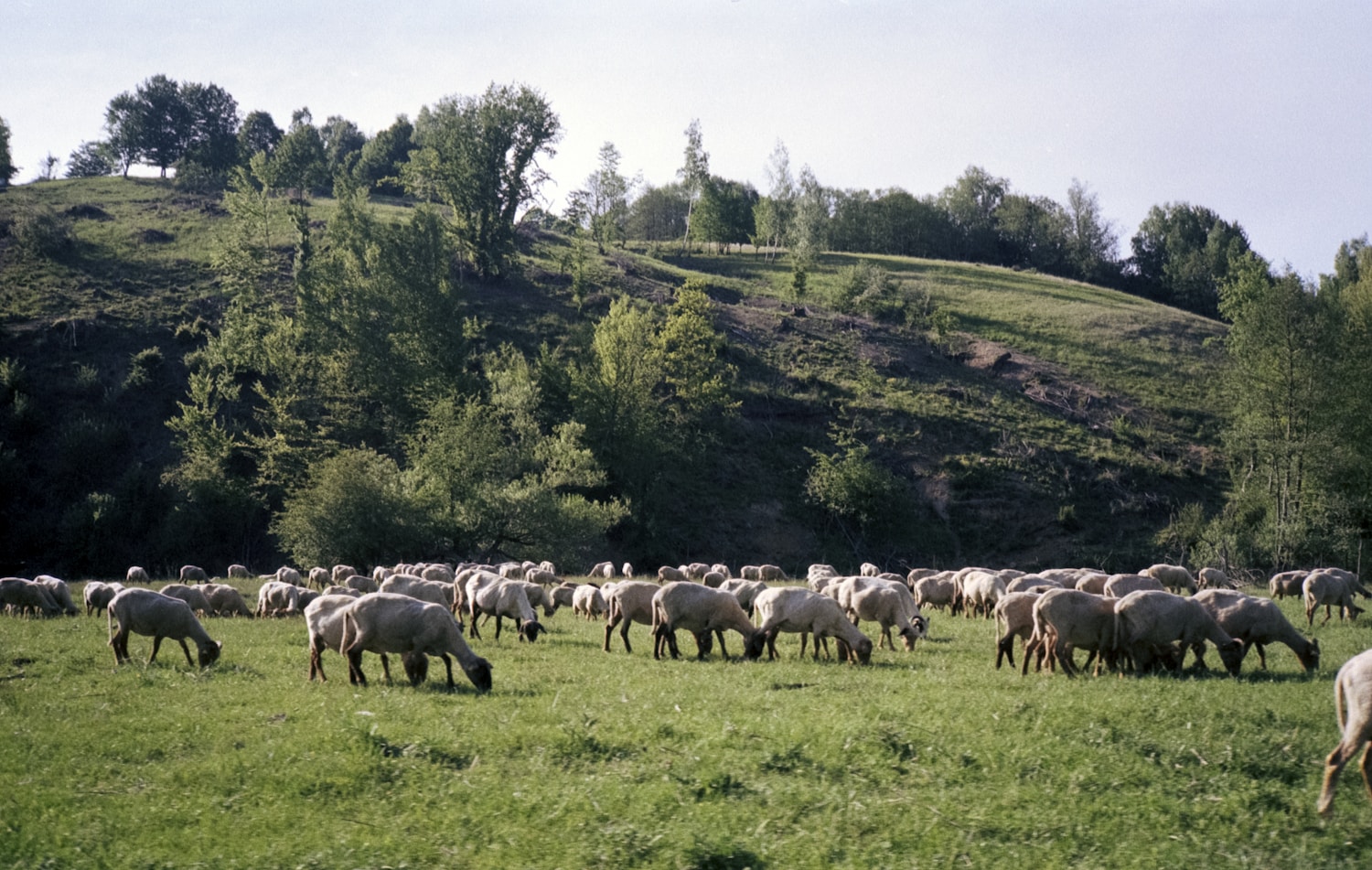 Image displaying high-quality crops