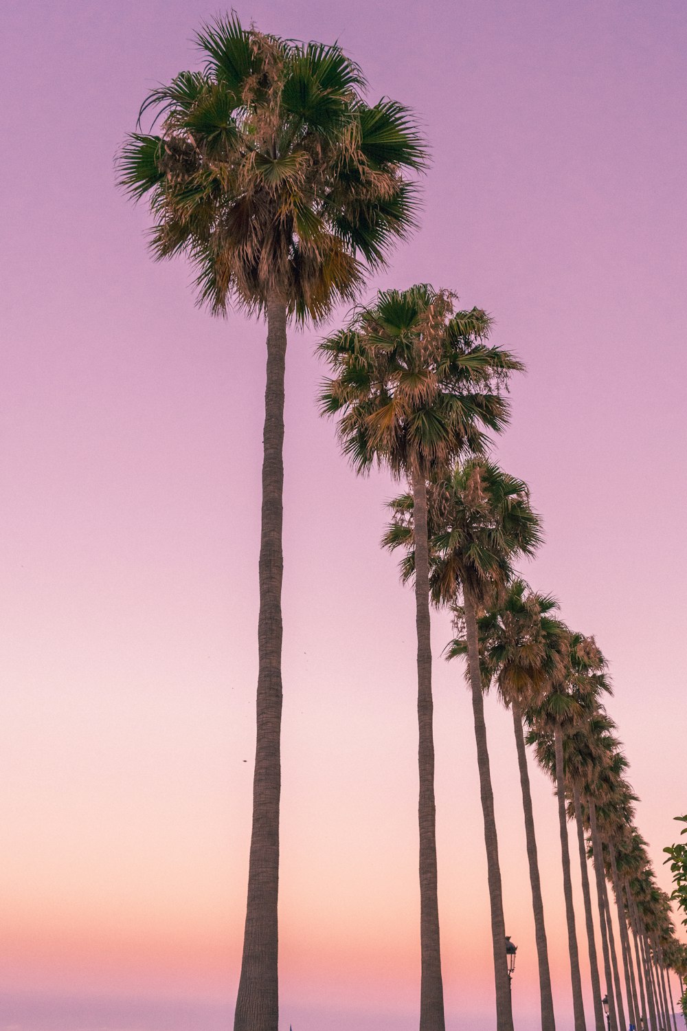 green palm tree under blue sky during daytime