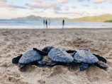 black and brown turtle on beach shore during daytime