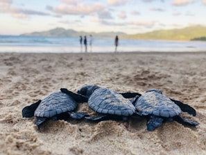 black and brown turtle on beach shore during daytime