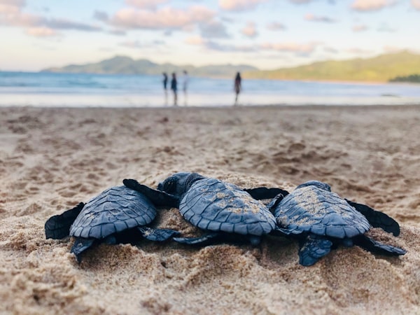 Green sea turtles on the beach at Ascension Island, in the South Atlantic Ocean, moving towards the sea