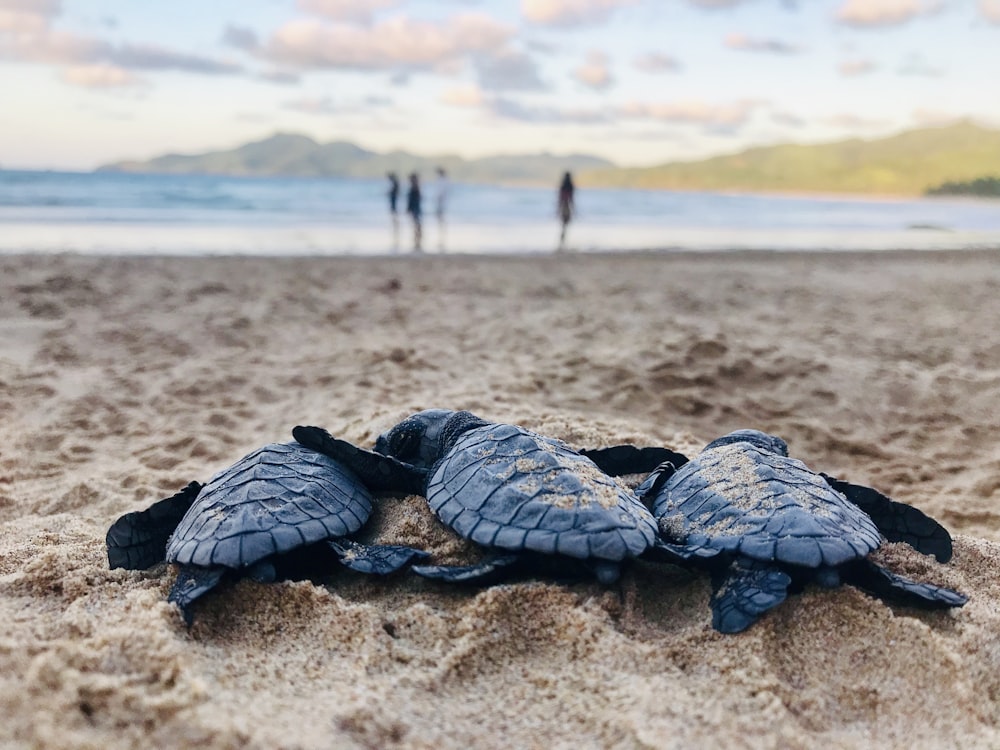 Tortuga negra y marrón en la orilla de la playa durante el día