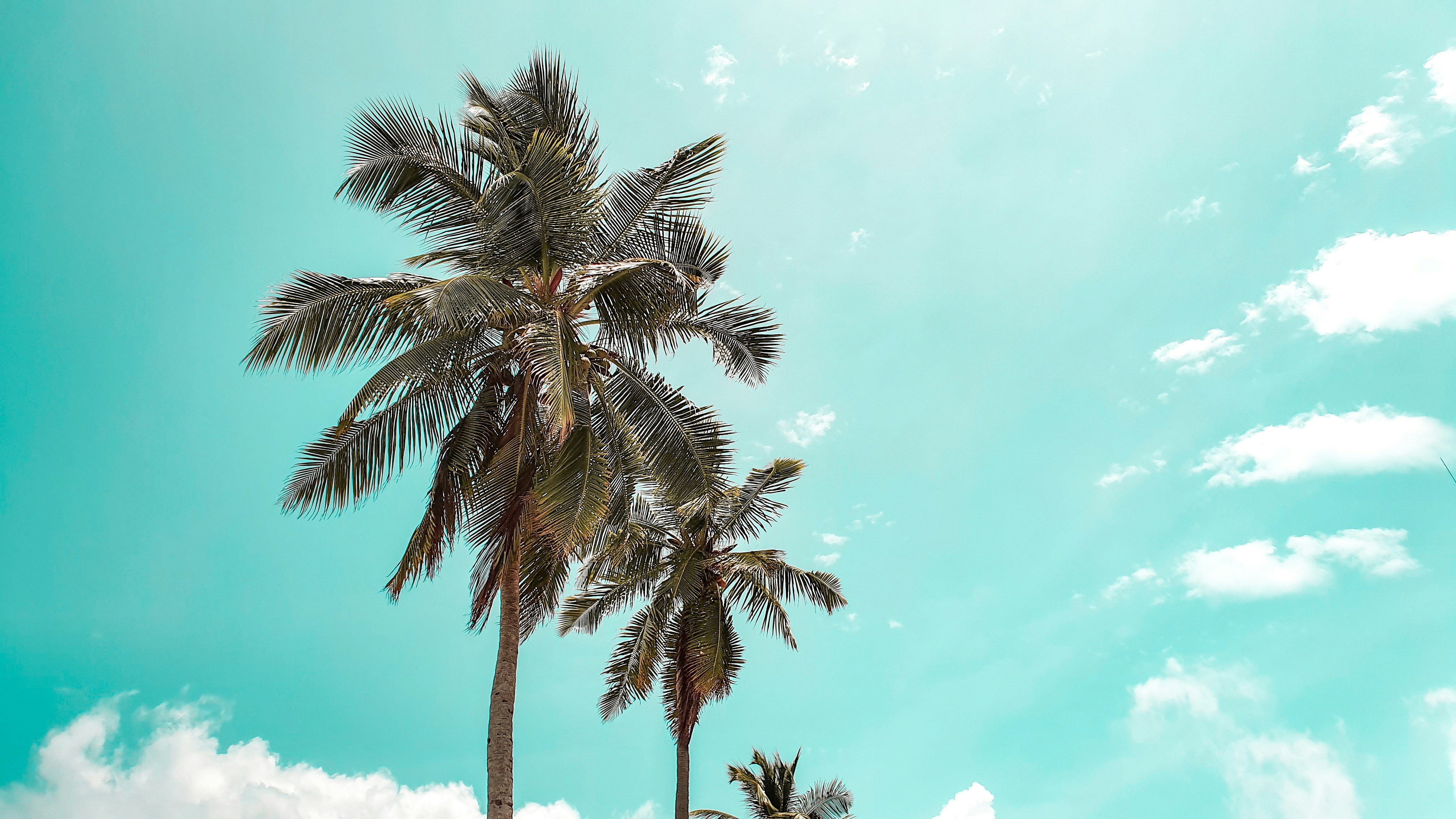 Summer Wallpapers Free Hd Download 500 Hq Unsplash