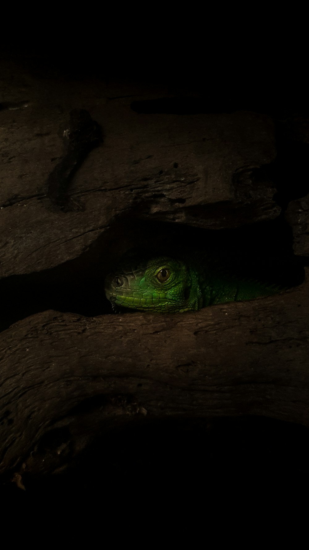 green lizard on brown tree trunk