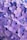 purple flowers with green leaves